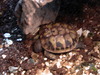 schildkroeten